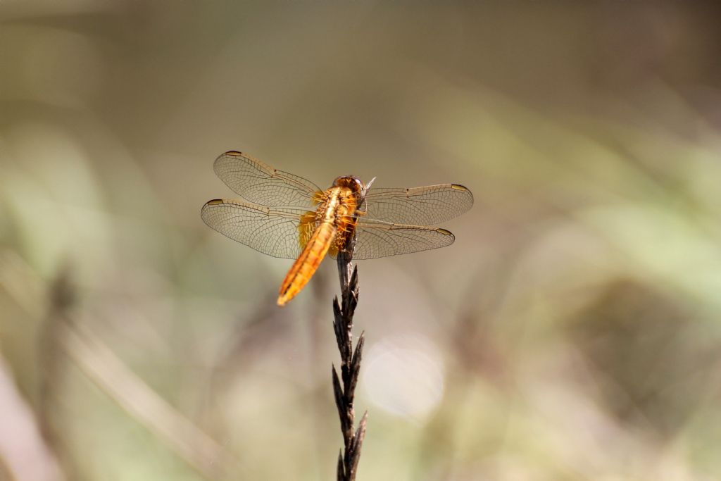 Crocothemis erythraea: maschi immaturi e femmine